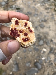 Homotrema rubrum