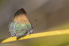 Callophrys mcfarlandi