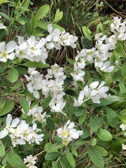 Exochorda