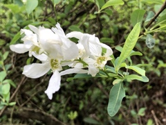 Exochorda