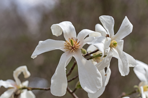 Magnolia kobus