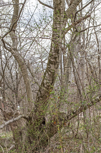Magnolia kobus