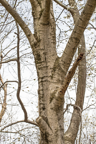Magnolia kobus