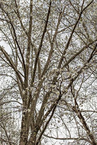Magnolia kobus