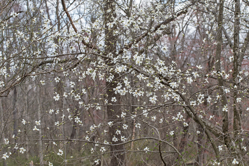 Magnolia kobus