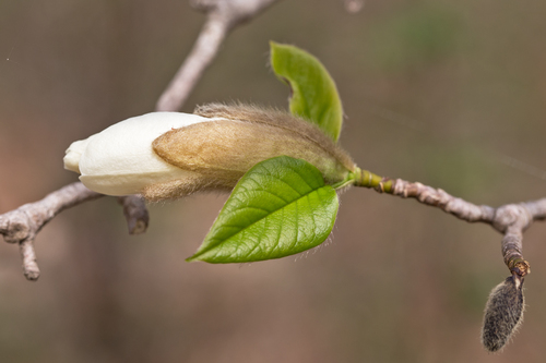 Magnolia kobus