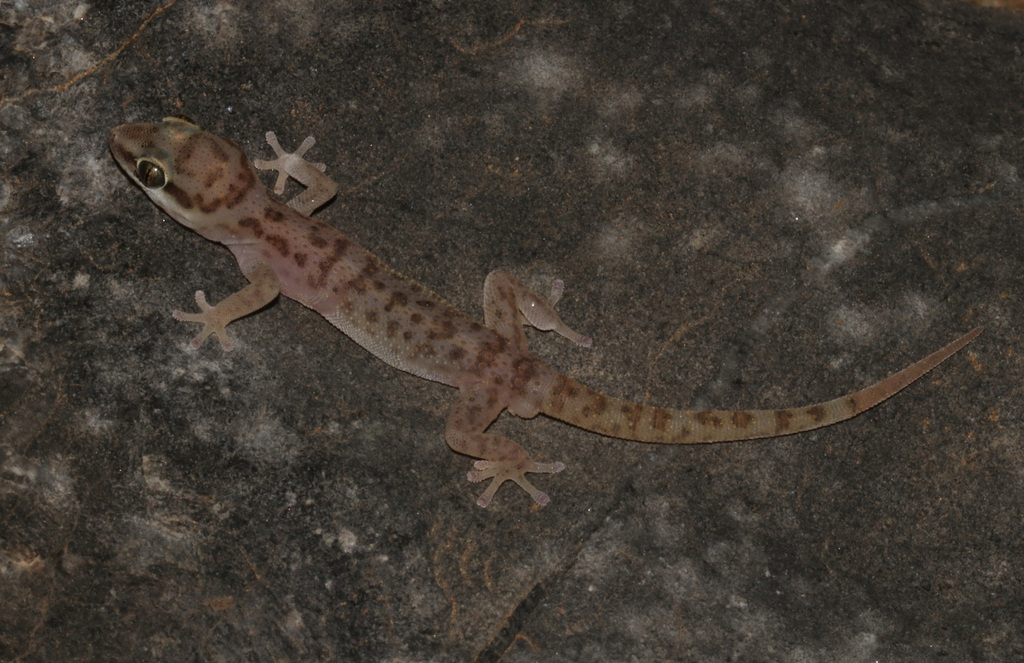 Sossus Gecko
