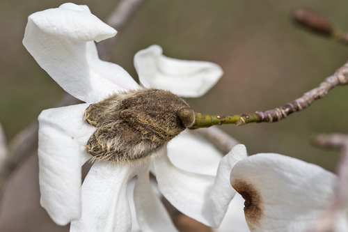 Magnolia kobus