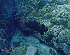 Epinephelus daemelii