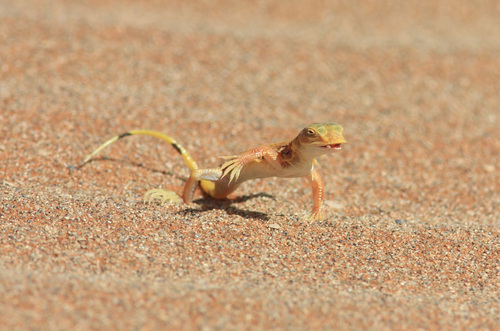 Anchieta’s Dune or Shovel-Snouted Lizard, Meroles anchietae