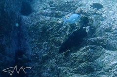 Epinephelus daemelii
