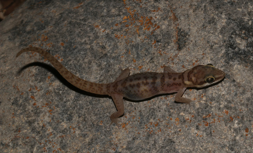 Sossus Gecko, Pachydactylus etultra