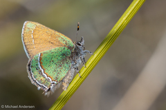 Callophrys mcfarlandi
