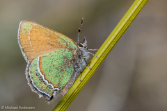 Callophrys mcfarlandi