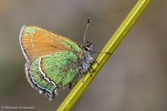 Callophrys mcfarlandi