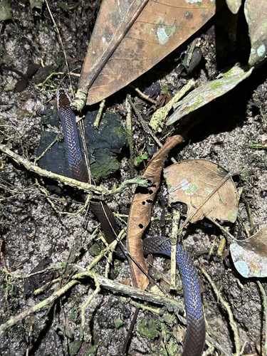 Photo of a Flat Wolf Snake (Lycophidion laterale)