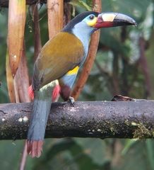 Andigena laminirostris