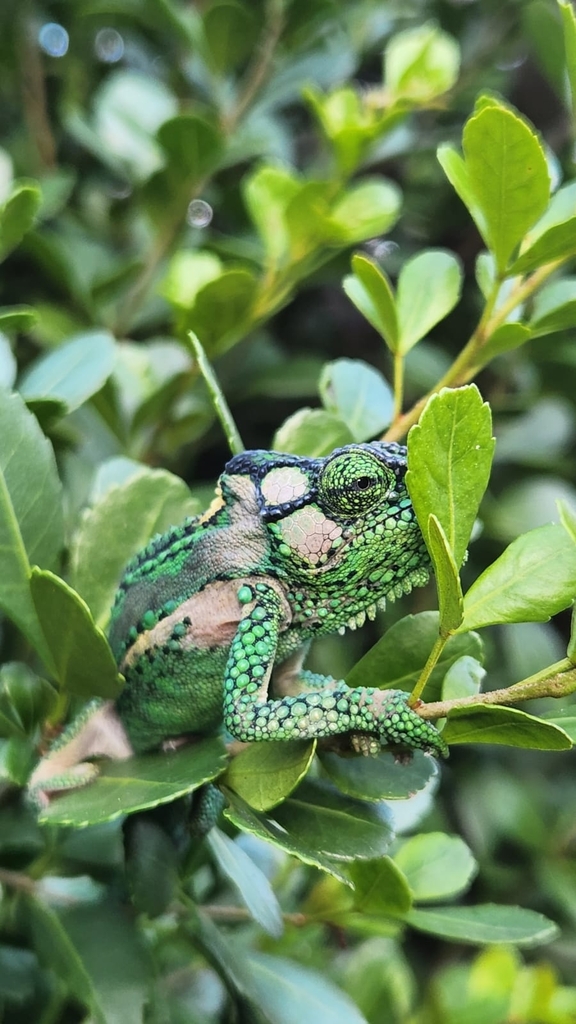 Knysna Dwarf Chameleon from Mossel Bay Local Municipality, South Africa ...