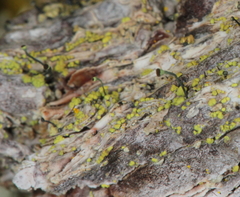 Chaenotheca chrysocephala