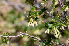 Ribes leptanthum