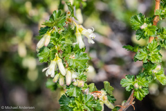 Ribes leptanthum