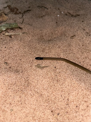 Photo of a Cameroon Snake-Eater (Polemon notatus)