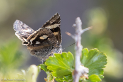 Litocala sexsignata
