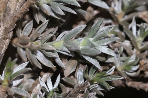 Image of Polhillia connata by (c) Brian du Preez, some rights reserved (CC BY-SA)