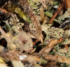 Bachmanniomyces punctum