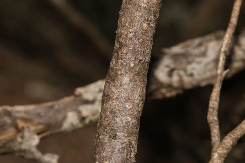 Image of Polhillia curtisiae by (c) Brian du Preez, some rights reserved (CC BY-SA)