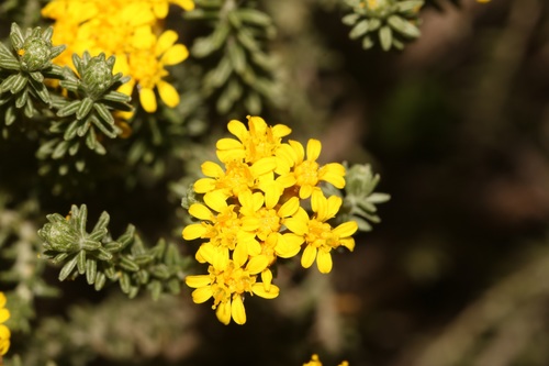 Image of Oedera garnotii by (c) Brian du Preez, some rights reserved (CC BY-SA)