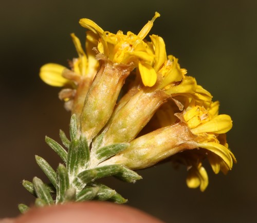 Image of Oedera garnotii by (c) Brian du Preez, some rights reserved (CC BY-SA)