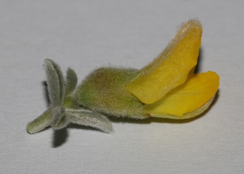 Image of Polhillia curtisiae by (c) Brian du Preez, some rights reserved (CC BY-SA)