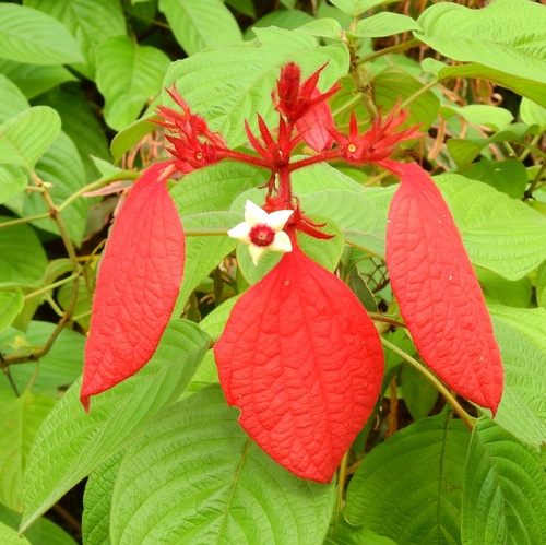 Mussaenda-vermelha