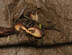 Parasesarma catenatum