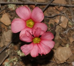Oxalis convexula