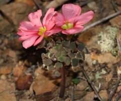Oxalis convexula