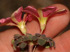 Oxalis convexula