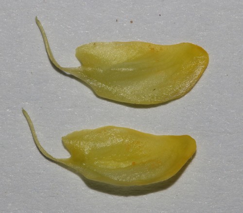Image of Polhillia pallens by (c) Brian du Preez, some rights reserved (CC BY-SA)