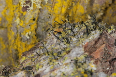 Chaenothecopsis consociata
