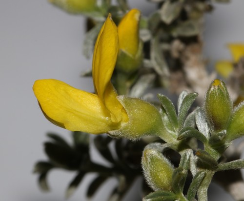 Image of Polhillia pallens by (c) Brian du Preez, some rights reserved (CC BY-SA)