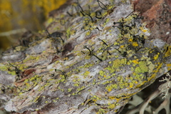 Chaenothecopsis consociata