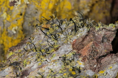 Chaenothecopsis consociata
