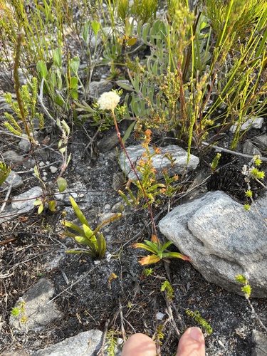 Image of Hermas quinquedentata by (c) Charleen Brunke, some rights reserved (CC BY)