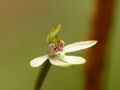 Caladenia minor