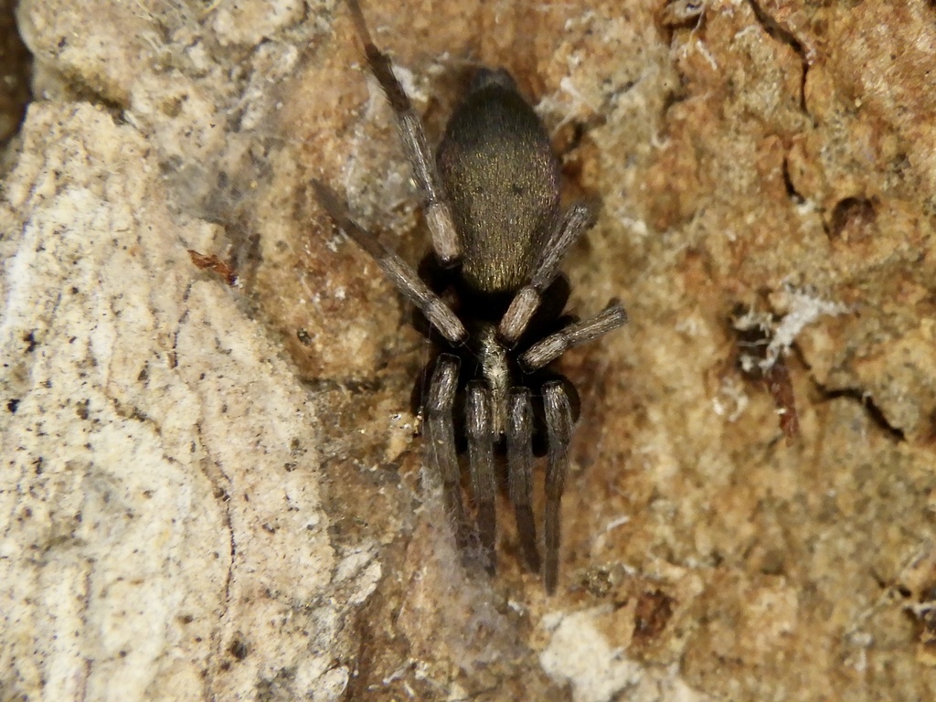 Sanitubius