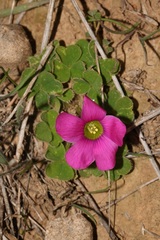 Oxalis zeekoevleyensis