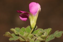 Oxalis zeekoevleyensis