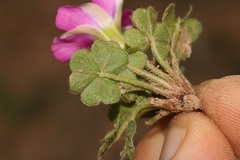 Oxalis zeekoevleyensis