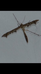Amblyptilia